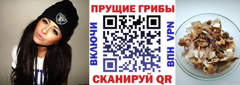 Псилоцибиновые грибы прущие грибы  Купить закладки  Владимир 